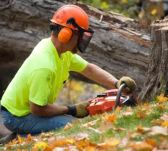 tree services Erlanger